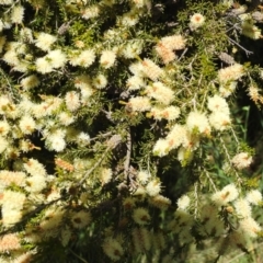 Melaleuca parvistaminea at Kambah, ACT - suppressed