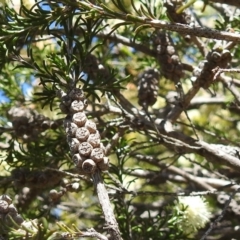 Melaleuca parvistaminea at Kambah, ACT - suppressed