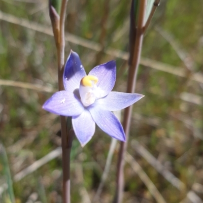 Thelymitra pauciflora (Slender Sun Orchid) at Throsby, ACT - 27 Oct 2021 by mlech