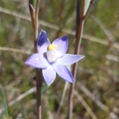 Thelymitra pauciflora (Slender Sun Orchid) at Goorooyarroo NR (ACT) - 27 Oct 2021 by mlech