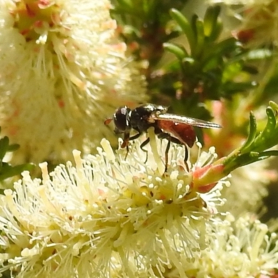 Psilota rubra (Red-tailed hoverfly) at Kambah, ACT - 27 Oct 2021 by HelenCross