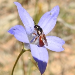 Exoneura sp. (genus) at Stromlo, ACT - 27 Oct 2021