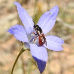 Exoneura sp. (genus) (A reed bee) at Stromlo, ACT - 27 Oct 2021 by HelenCross