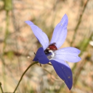 Exoneura sp. (genus) at Stromlo, ACT - 27 Oct 2021