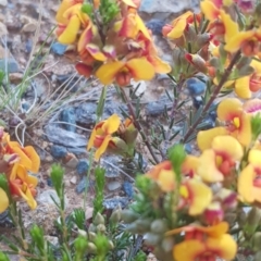 Dillwynia sericea (Egg And Bacon Peas) at Watson, ACT - 27 Oct 2021 by MPW