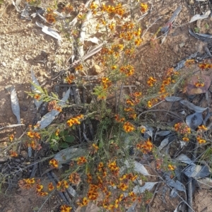 Dillwynia sericea at Watson, ACT - 27 Oct 2021