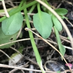 Cardamine franklinensis (Franklin Bitter Cress) at Namadgi National Park - 24 Oct 2021 by Tapirlord