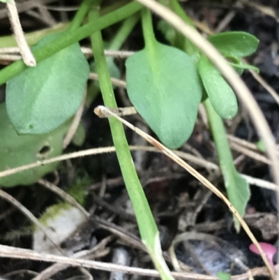 Cardamine franklinensis (Franklin Bitter Cress) at Namadgi National Park - 24 Oct 2021 by Tapirlord