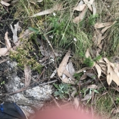 Cardamine franklinensis at Rendezvous Creek, ACT - 24 Oct 2021