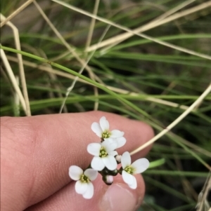 Cardamine franklinensis at Rendezvous Creek, ACT - 24 Oct 2021