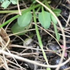 Cardamine franklinensis at Rendezvous Creek, ACT - 24 Oct 2021