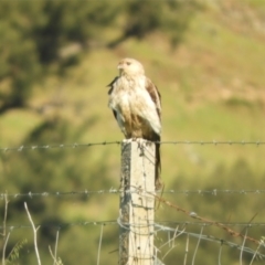 Haliastur sphenurus (Whistling Kite) at Wee Jasper, NSW - 27 Oct 2021 by SimoneC