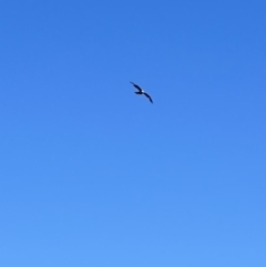 Haliastur sphenurus at Wee Jasper, NSW - 27 Oct 2021 04:01 PM