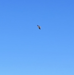 Haliastur sphenurus at Wee Jasper, NSW - 27 Oct 2021 04:01 PM