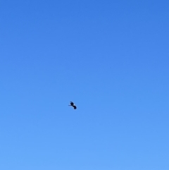 Haliastur sphenurus at Wee Jasper, NSW - 27 Oct 2021 04:01 PM