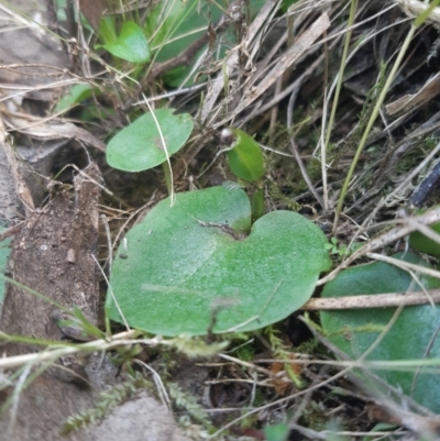 Corysanthes sp. (A Helmet Orchid) at Jerrabomberra, NSW - 21 Oct 2021 by mlech