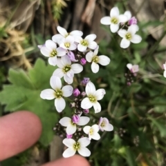 Cardamine franklinensis (Franklin Bitter Cress) at Rendezvous Creek, ACT - 24 Oct 2021 by Tapirlord
