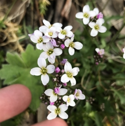 Cardamine franklinensis (Franklin Bitter Cress) at Namadgi National Park - 24 Oct 2021 by Tapirlord