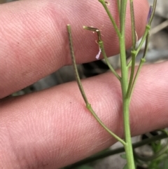 Cardamine franklinensis at Rendezvous Creek, ACT - 24 Oct 2021