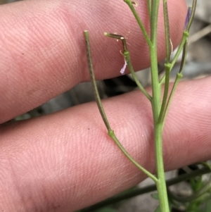 Cardamine franklinensis at Rendezvous Creek, ACT - 24 Oct 2021