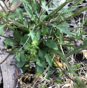 Cardamine franklinensis at Rendezvous Creek, ACT - 24 Oct 2021