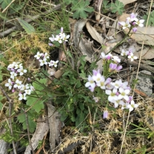 Cardamine franklinensis at Rendezvous Creek, ACT - 24 Oct 2021