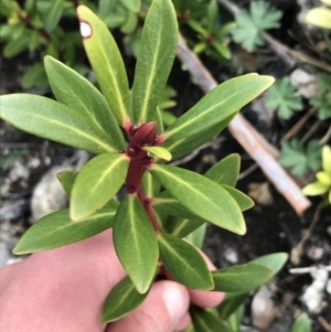Tasmannia xerophila subsp. xerophila at Rendezvous Creek, ACT - 24 Oct 2021