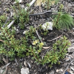 Tasmannia xerophila subsp. xerophila at Rendezvous Creek, ACT - 24 Oct 2021 01:20 PM