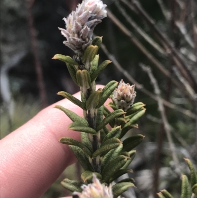 Oxylobium ellipticum (Common Shaggy Pea) at Namadgi National Park - 24 Oct 2021 by Tapirlord