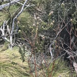 Oxylobium ellipticum at Rendezvous Creek, ACT - 24 Oct 2021