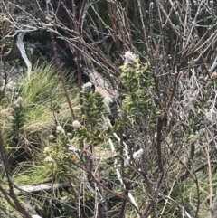 Oxylobium ellipticum at Rendezvous Creek, ACT - 24 Oct 2021 01:30 PM