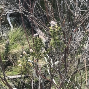 Oxylobium ellipticum at Rendezvous Creek, ACT - 24 Oct 2021