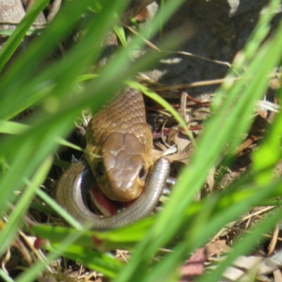 Pseudonaja textilis (Eastern Brown Snake) at Black Mountain - 27 Oct 2021 by Christine