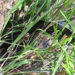 Pseudonaja textilis at Molonglo Valley, ACT - 27 Oct 2021