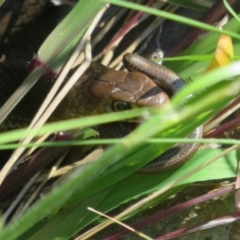 Pseudonaja textilis at Molonglo Valley, ACT - 27 Oct 2021