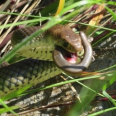 Pseudonaja textilis at Molonglo Valley, ACT - 27 Oct 2021