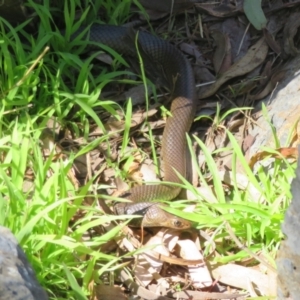 Pseudonaja textilis at Molonglo Valley, ACT - 27 Oct 2021