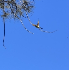 Merops ornatus (Rainbow Bee-eater) at Wee Jasper, NSW - 27 Oct 2021 by SimoneC