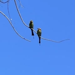 Merops ornatus at Wee Jasper, NSW - 27 Oct 2021