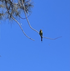 Merops ornatus at Wee Jasper, NSW - 27 Oct 2021