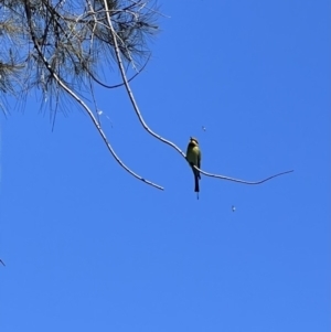 Merops ornatus at Wee Jasper, NSW - 27 Oct 2021