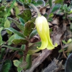 Billardiera scandens (Hairy Apple Berry) at Corang, NSW - 24 Oct 2021 by LeonieWood