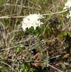 Pimelea linifolia (Slender Rice Flower) at Mount Taylor - 26 Oct 2021 by MatthewFrawley