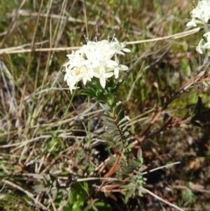 Pimelea linifolia at Kambah, ACT - 26 Oct 2021 02:40 PM