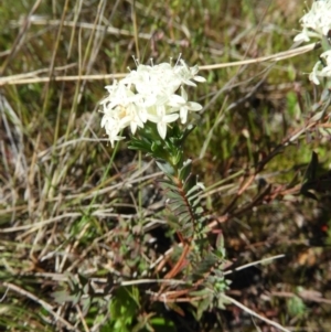 Pimelea linifolia at Kambah, ACT - 26 Oct 2021