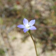 Wahlenbergia multicaulis (Tadgell's Bluebell) at Kambah, ACT - 26 Oct 2021 by MatthewFrawley