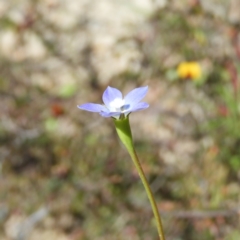 Wahlenbergia multicaulis at Kambah, ACT - 26 Oct 2021 02:49 PM