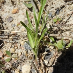 Wahlenbergia multicaulis at Kambah, ACT - 26 Oct 2021