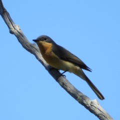 Myiagra rubecula (Leaden Flycatcher) at Kambah Pool - 27 Oct 2021 by MatthewFrawley