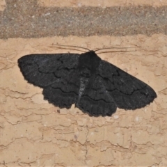 Melanodes anthracitaria (Black Geometrid) at Wanniassa, ACT - 27 Oct 2021 by JohnBundock